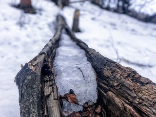 Frozen tree