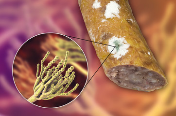 Colony of Penicillium mold on the surface of smoked sausage and closeup view of Penicillium fungus, photo and 3D illustration