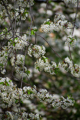 Beautiful blooming cherry tree in spring season.
