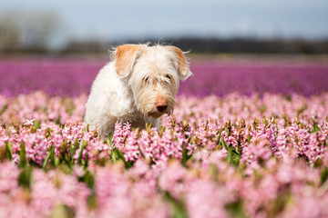 Hund im Blumenmeer