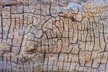 closeup cracked bark background