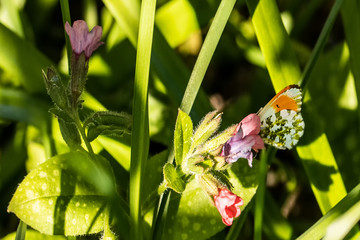 Obraz premium Butterfly