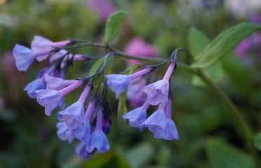 mertensia virginica, Virginia Bluebells