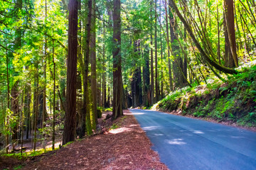 Road through the redwoods in Northern California