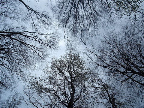 Symmetrical trees from below. We barely take our time to stop and look around, this photograph ment to teach you how beautiful the world is around us.