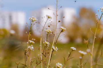 Spring flowers with sunny sky and big buildings in the background