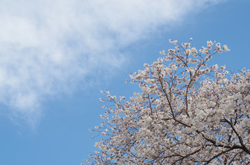 桜の花と青空