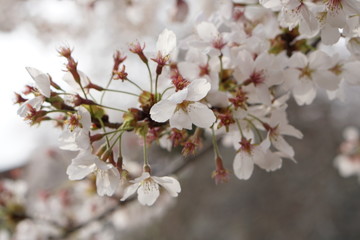 満開の桜の風景