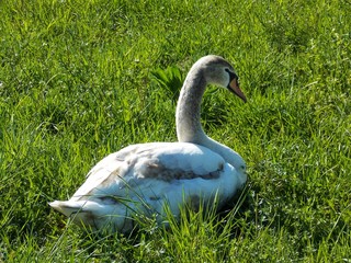 Beautiful gray swan in the grass