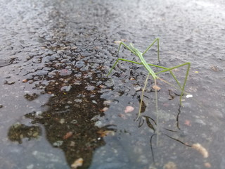 Walking in the water