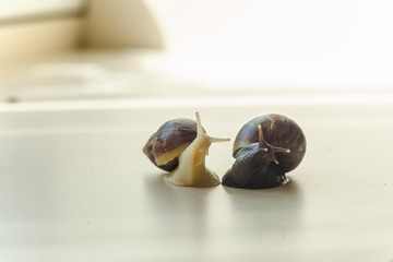 Two Achatina snails on the light background. Close-up macro photography of mollusks. Anti-aging slime. Selective fokus