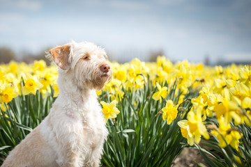 Hund im Blumenmeer, Narzissen in Holland, Blumenfeld in den Niederlanden, Hündin schaut aufmerksam 