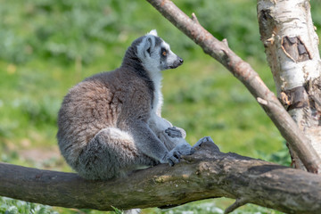 A ring tailed Lemur relaxes on a tree branch in the sun