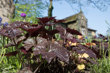 Close up of dark red leaves