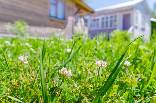clover grass house background