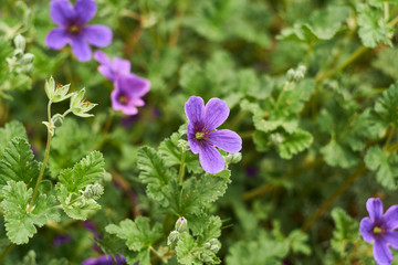 Patch of Erodium texanum, also known as Texas filaree, Texas stork's bill, or heronbill,on green background