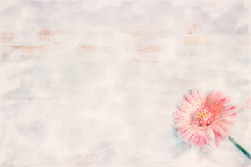 pink gerbera on white wooden background