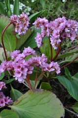 Obraz premium Bloom in the spring Bergenia (Badan)