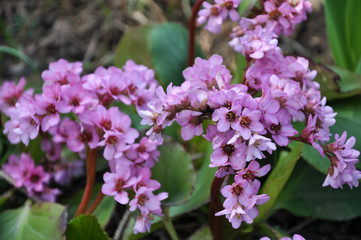 Bloom in the spring Bergenia (Badan)