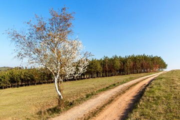 Blossoming cherry on a country road in the Czech countryside. Wild cherry tree in spring. Spring day in the countryside.