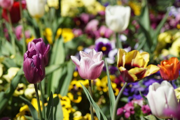 Lila Pink und Gelbe Tulpen mit gelben Stiefmütterchen