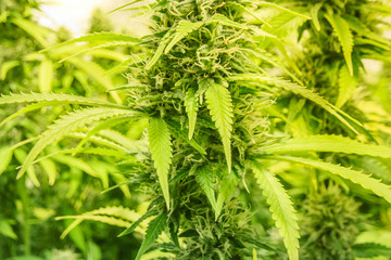 marijuana bud closeup - cannabis plants detail