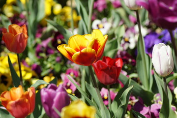 Farbenfrohe Rote und Orange Tulpe in einem Meer von anderen Tulpen und Stiefmütterchen