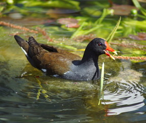 Ein Teichhuhn mit rotem Schnabel in einem Teich