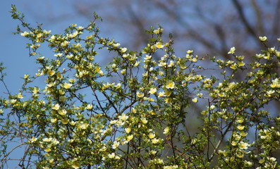 Eine hübsche Pflanze mit weißen Blüten