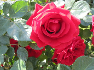 red rose in garden