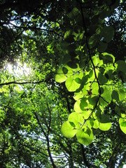 green leaves of a tree