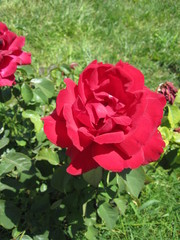 red rose in garden
