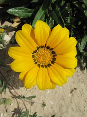 yellow flowers in garden