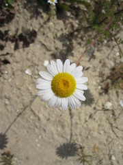 white flower on a background of blue sky