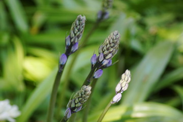 Eine Lila Hyazinthe mit Knospen in der Natur