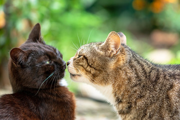 Gatti che si toccano il naso