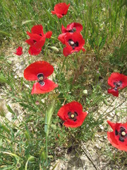 red poppies in a field