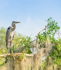 Great Blue Heron Perched on Branch