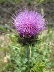 flower of thistle