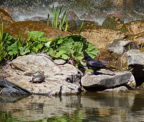 Eine Schildkröte und ein Rabe an einem Teich