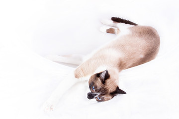 Siamese cat isolated on the white background. thai cat.