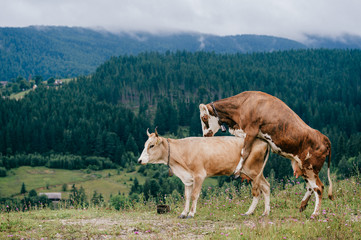 Two funny spotted cows playing sex games on pasture in highland  in summer day. Cattle mating on field with beautiful landscape view at mountains and forest on background.  Animal mating habits.