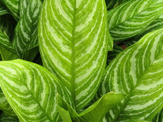 Fototapeta premium HOJAS GRANDES, PLANTA DE INVERNADERO