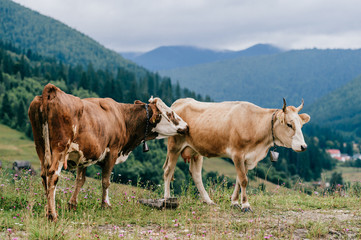 Two funny spotted cows playing sex games on pasture in highland  in summer day. Cattle mating on field with beautiful landscape view at mountains and forest on background.  Animal mating habits.