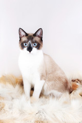 Siamese ( thai ) cat sitting on a fur rug for pets, isolated on the white background