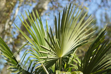Palmwedel an einer Palme in der Natur