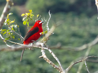 bird of paradise