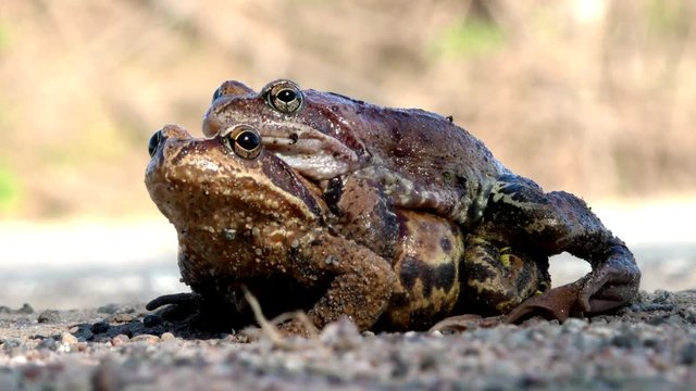 Mating pairing toads closely. The sexual life of animals in the natural environment. 