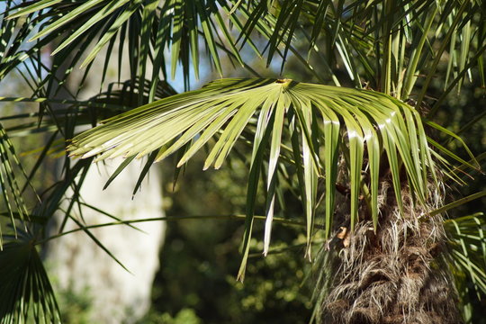 Eine Palmwedel an einer Palme