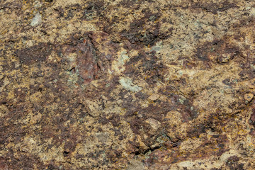 ancient fossils in rock